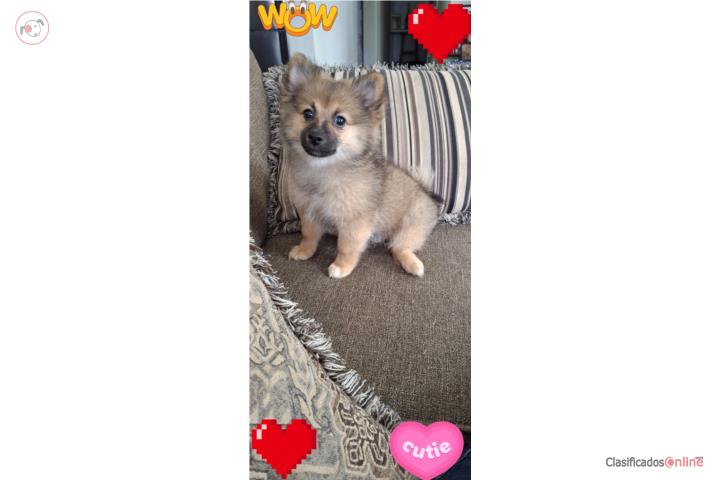 Pomeranian macho Puerto Rico