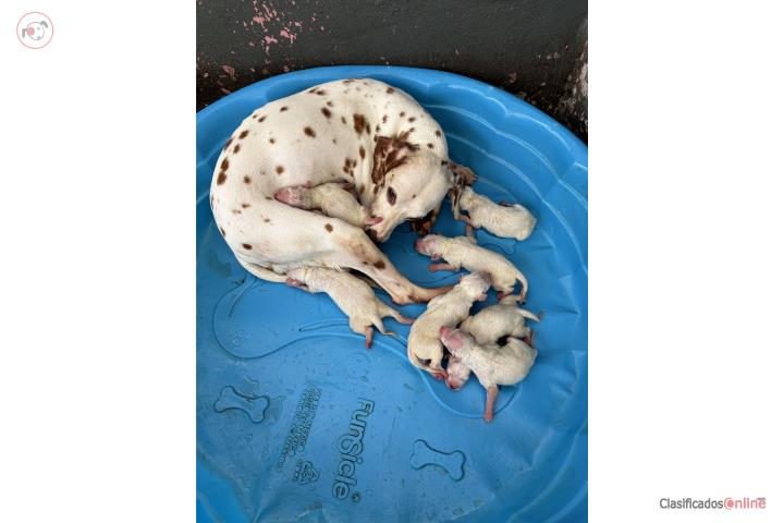 Dálmatas puppies Puerto Rico
