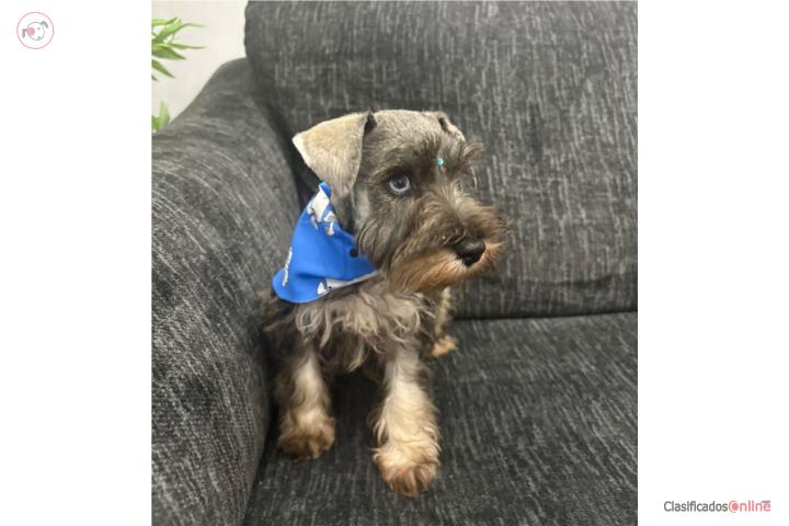 Miniature Schnauzer Ojos Azules Puerto Rico