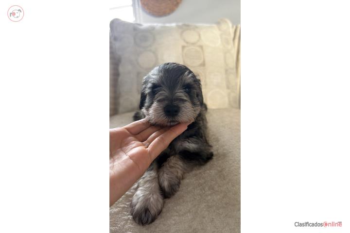 Mini schnauzer  Puerto Rico