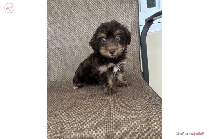Maltipoo Nene Mini Puerto Rico
