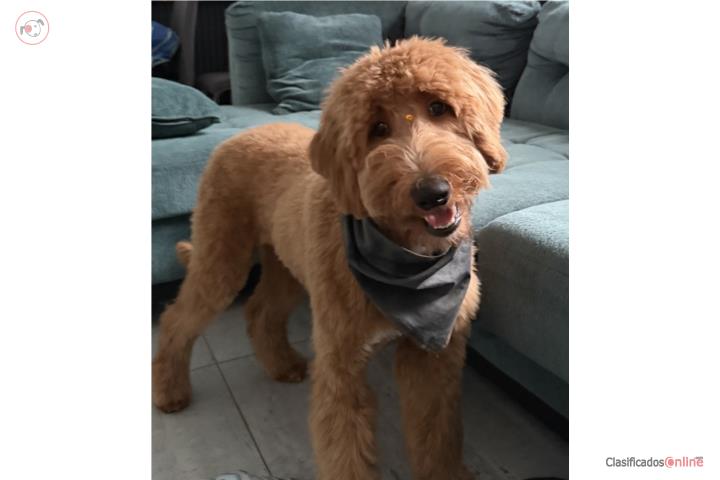 Goldendoddle standard  Puerto Rico
