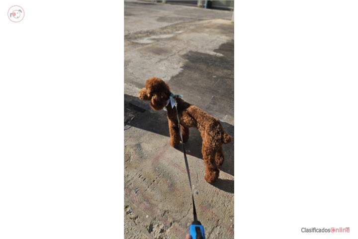 Poodle MEDIANO Puerto Rico