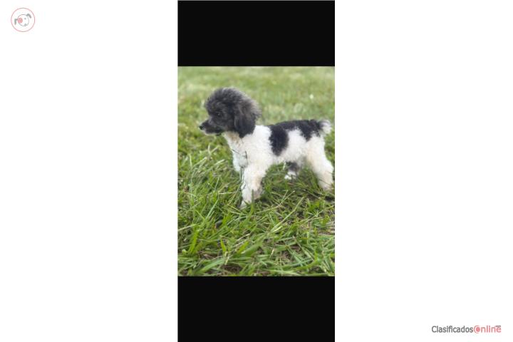 Toy poodle hembra Puerto Rico