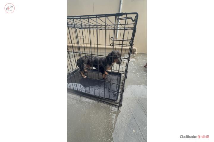 Perro salchicha macho Merle  Puerto Rico