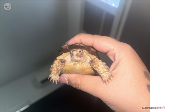 Se vende Tortuga Sulcata  Puerto Rico