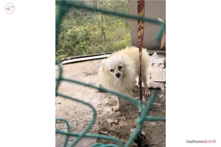 Pomeranian 3 años  Puerto Rico