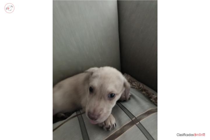 Perro raza no se Puerto Rico