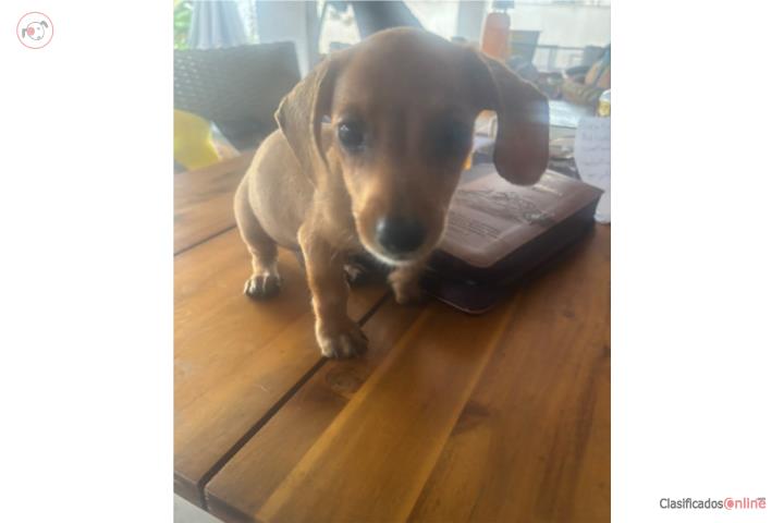 Perros salchicha 700 llamar 787-400-8031 Puerto Rico