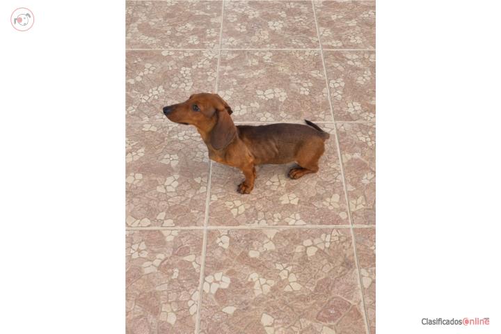 Dachshund Macho-375 Puerto Rico