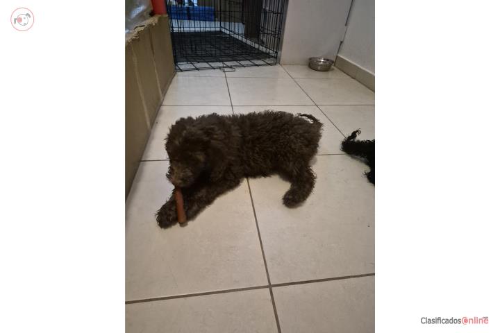 Goldendoodle Puerto Rico