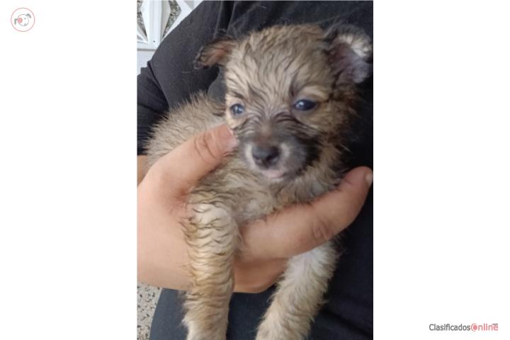 Chihuahua con Pelo largo Toy Puerto Rico