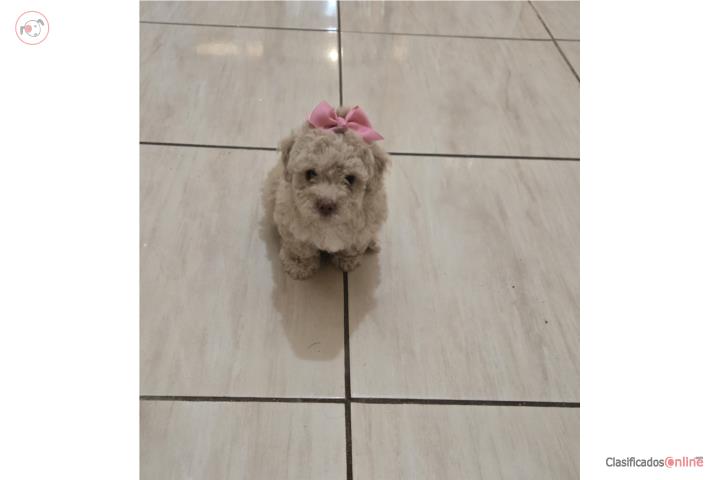 Toy Poodle  Puerto Rico