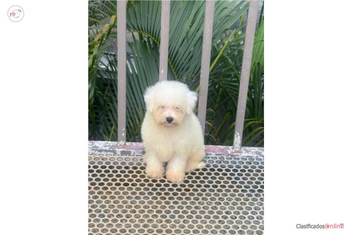 Bichon Frise  Puerto Rico