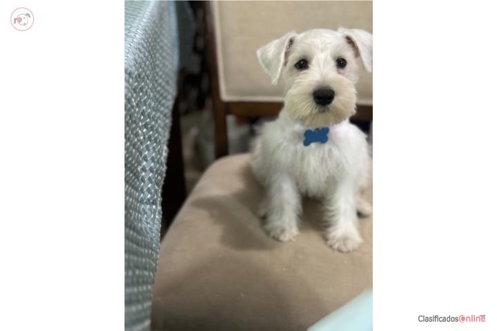 Schnauzer standard macho Puerto Rico