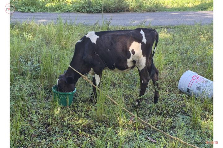 Novilla Holstein de reemplazo lechera