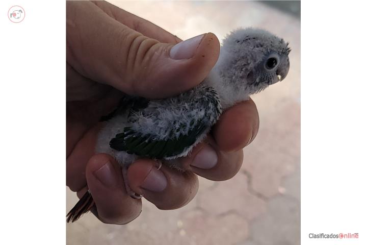 GREENCHECK COTORRA HAND FEED  Puerto Rico