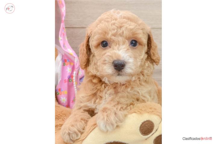 Poodle pequeña 3 meses  Puerto Rico
