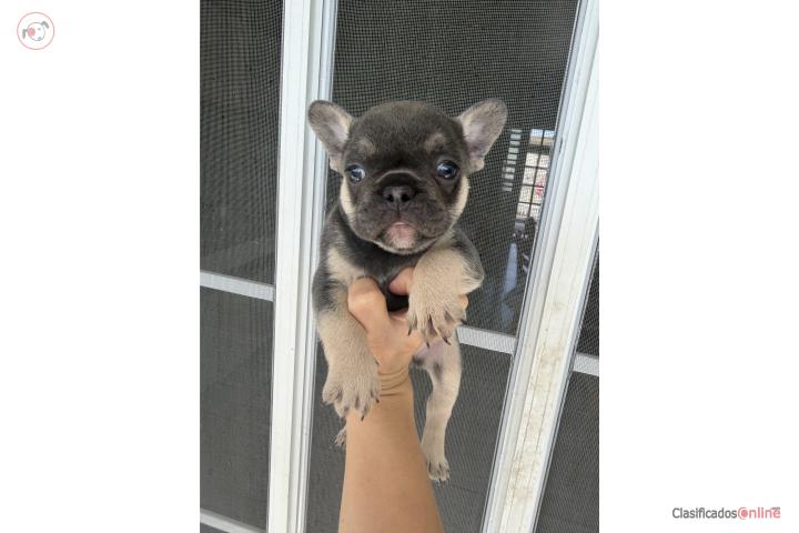 French bulldog female in Puerto Rico