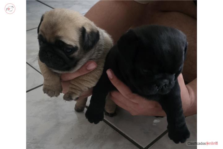 Pug 100% puros Puerto Rico