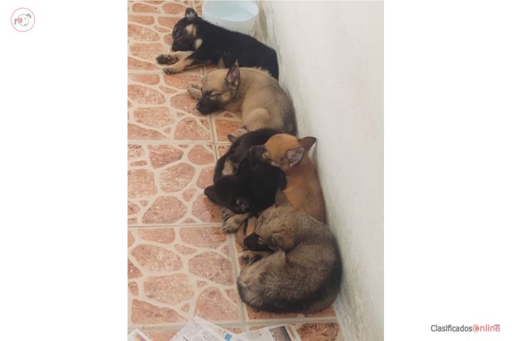 Pastor alemán puppies Puerto Rico