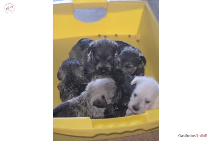 Schnauzer  Puerto Rico