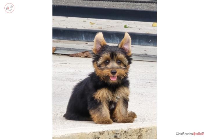 Yorkie toy Puerto Rico