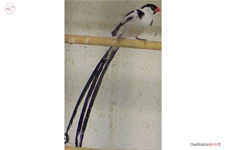 Finches Whidah (Rabilargo)  Puerto Rico