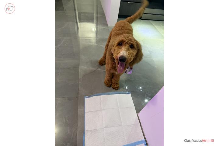 Golden doodle standard  Puerto Rico