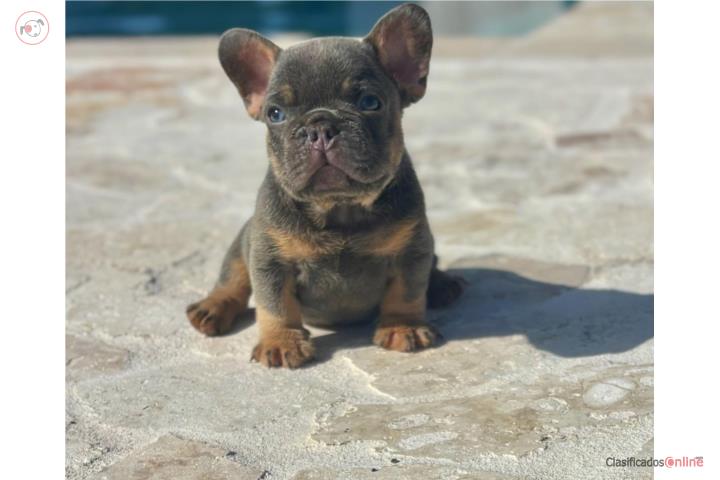 Lilac and Tan French Bulldog Puppy in Puerto Rico