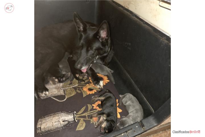 Cachorros cruce de Doberman Europeo y Pastor Alemán