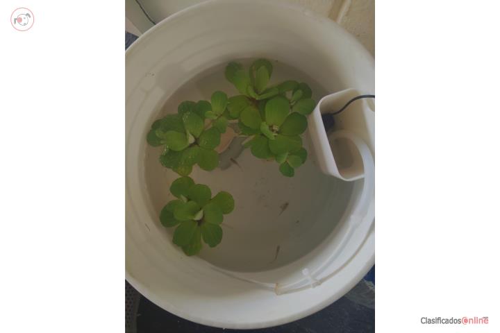 Guppies en venta o cambio