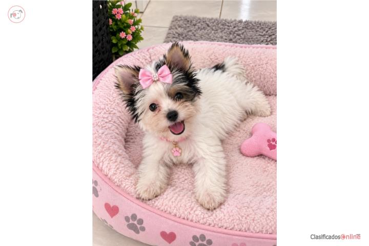 Yorkie Biewer Terrier hembra