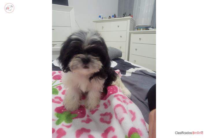 Hembra Shih Tzu vacunada y desparasitada en Yauco