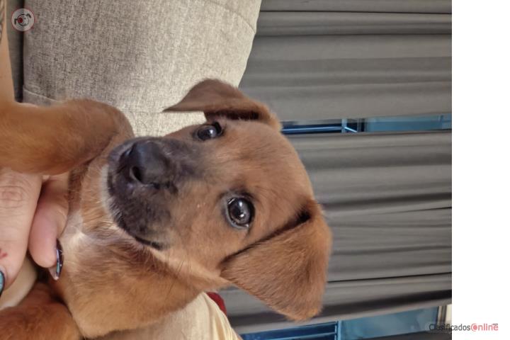 Perrito en adopción en Toa Baja