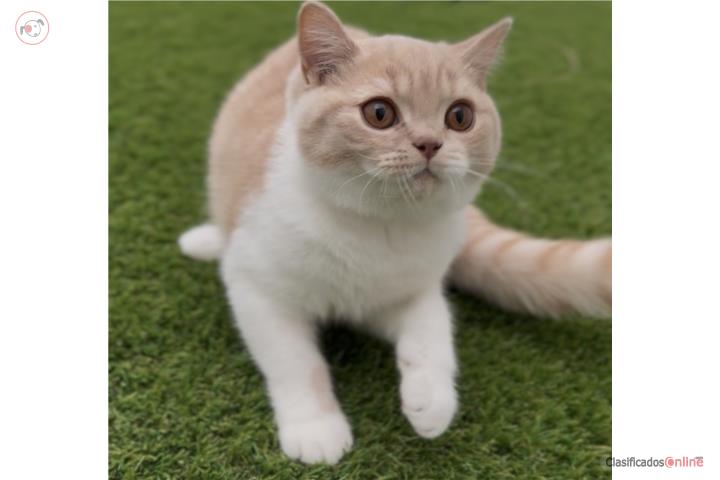 British Shorthair Puerto Rico