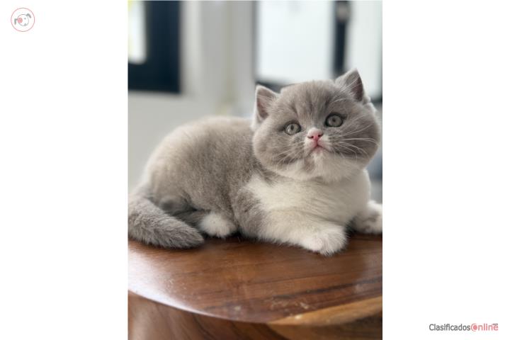 British Shorthair Puerto Rico