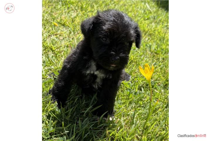 Schnauzer mini  Puerto Rico