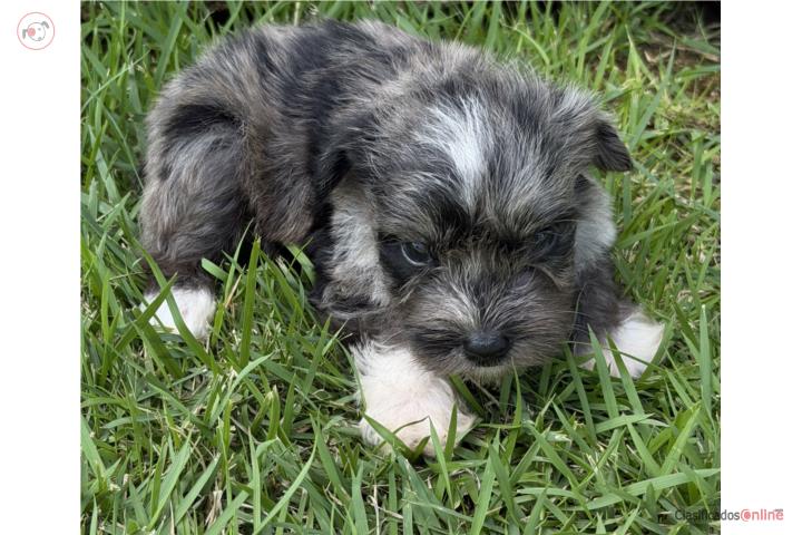 Schnauzer mini Puerto Rico