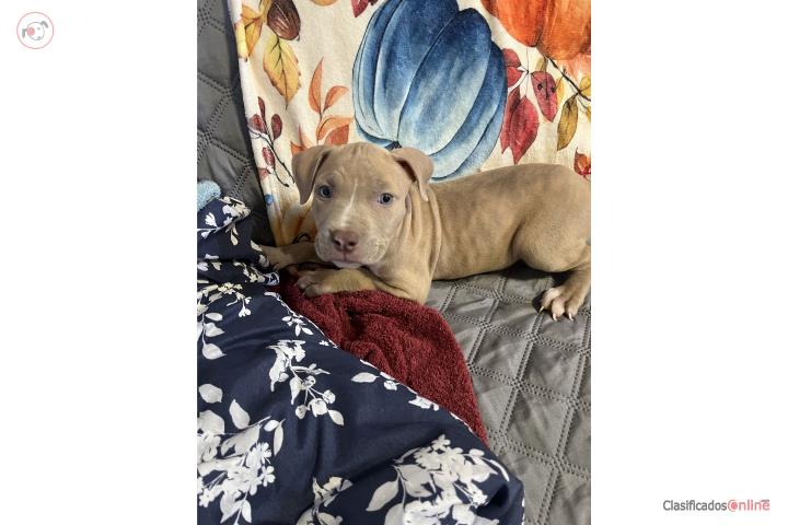 Pitbull  Puerto Rico
