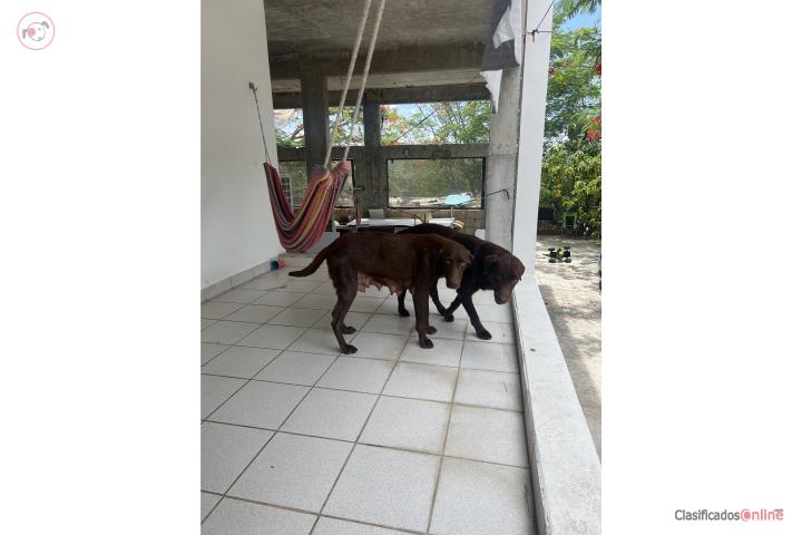 Labradores en adopción en Lajas