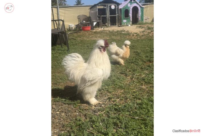 Silkies Puerto Rico