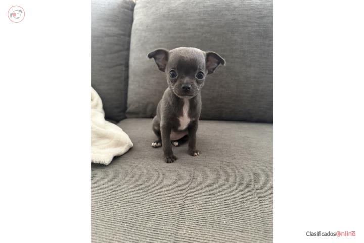 Chihuahua Hembra Color Blue  Puerto Rico