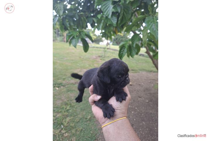 Pug macho  Puerto Rico