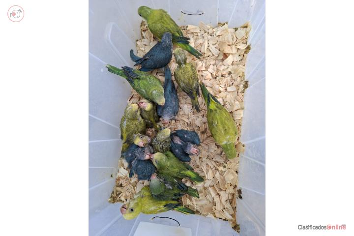 Quaker  Puerto Rico