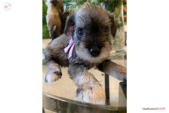 Mini Schnauzer Hembra  Puerto Rico