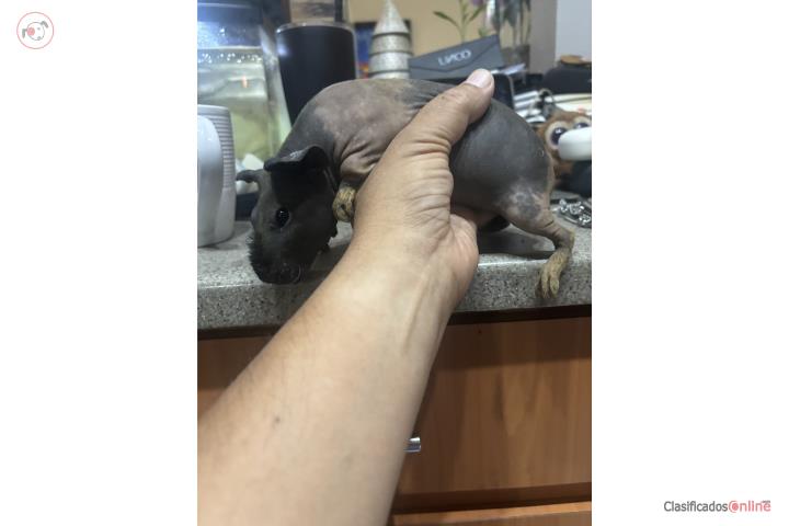 Se venden Skinny Pigs jovenes Puerto Rico