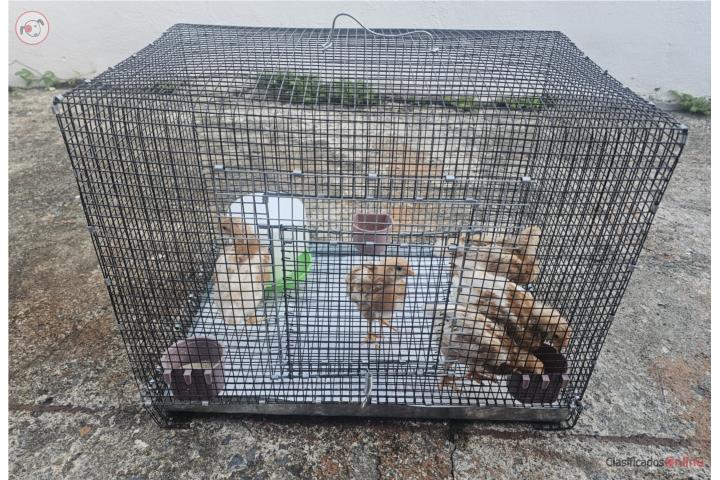 SE VENDEN GALLINAS PONEDORAS Puerto Rico