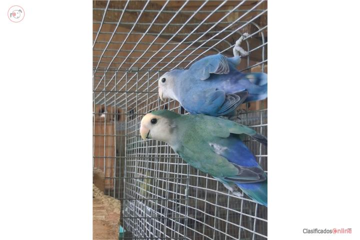 Pareja de lovebirds ready Puerto Rico
