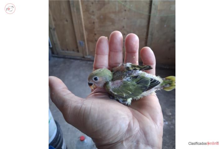 Lovebird opalino para criar a mano en Puerto Rico